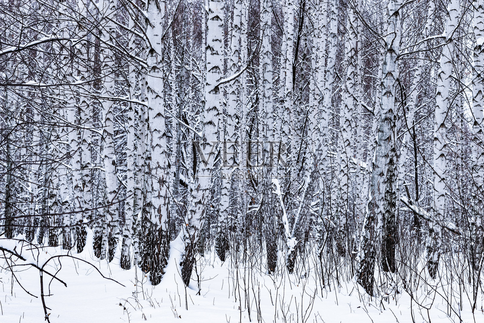 冬季景观-白桦林在雪近距离照片摄影图片