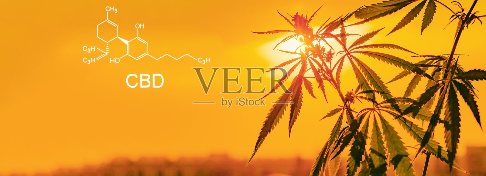 种植优质大麻和大麻产品。大麻、印度大麻中的药用THC和CBD含量。高质量的。合法大麻在收获前就在阳光下播种照片摄影图片