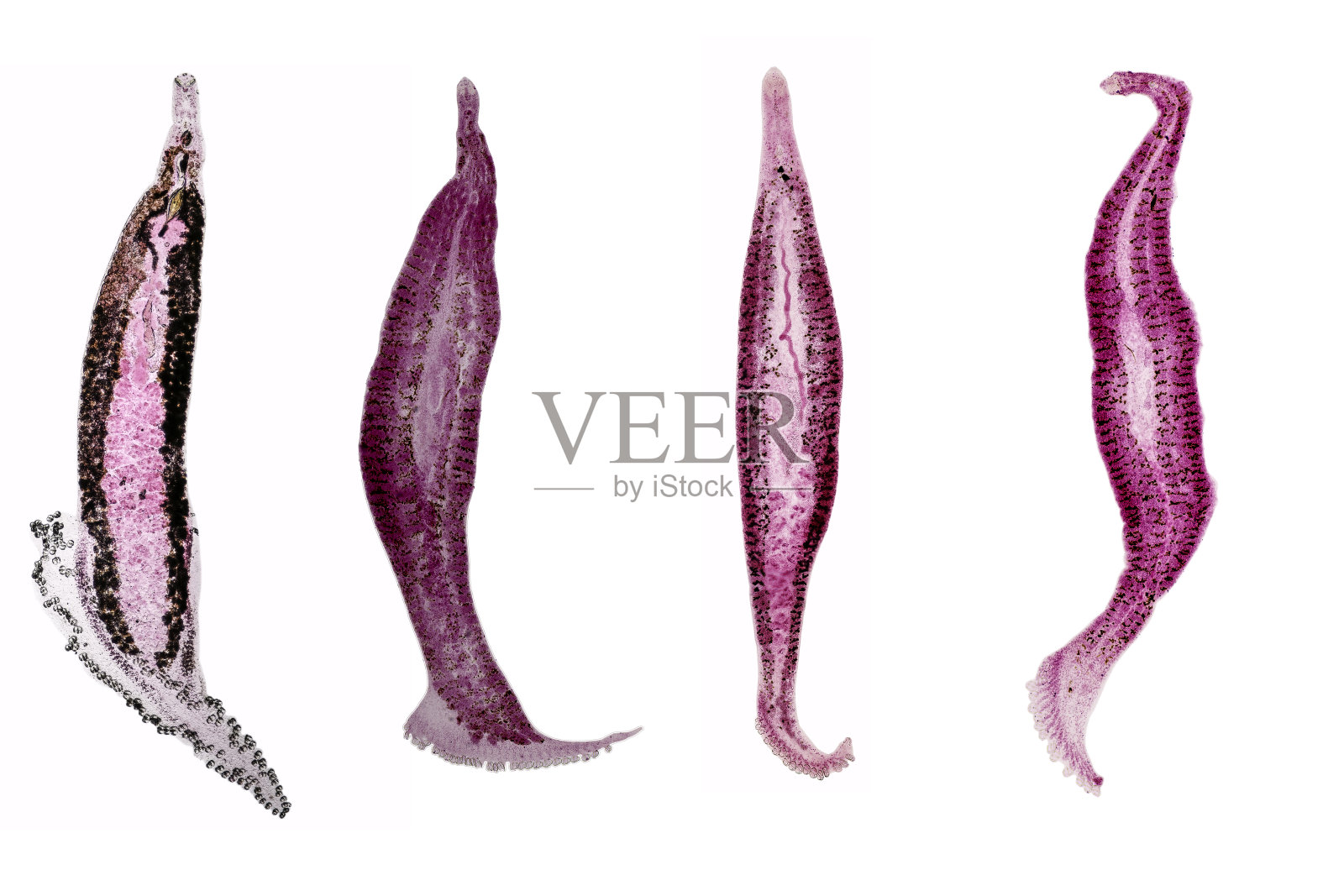 寄生虫的形态和背景,实验室解剖病理学研究。照片摄影图片