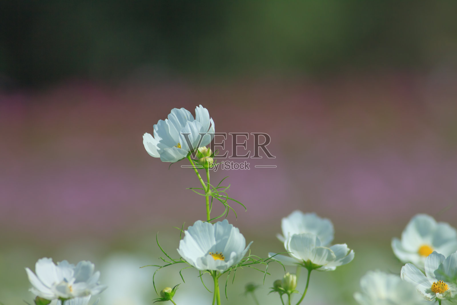 宇宙的花照片摄影图片