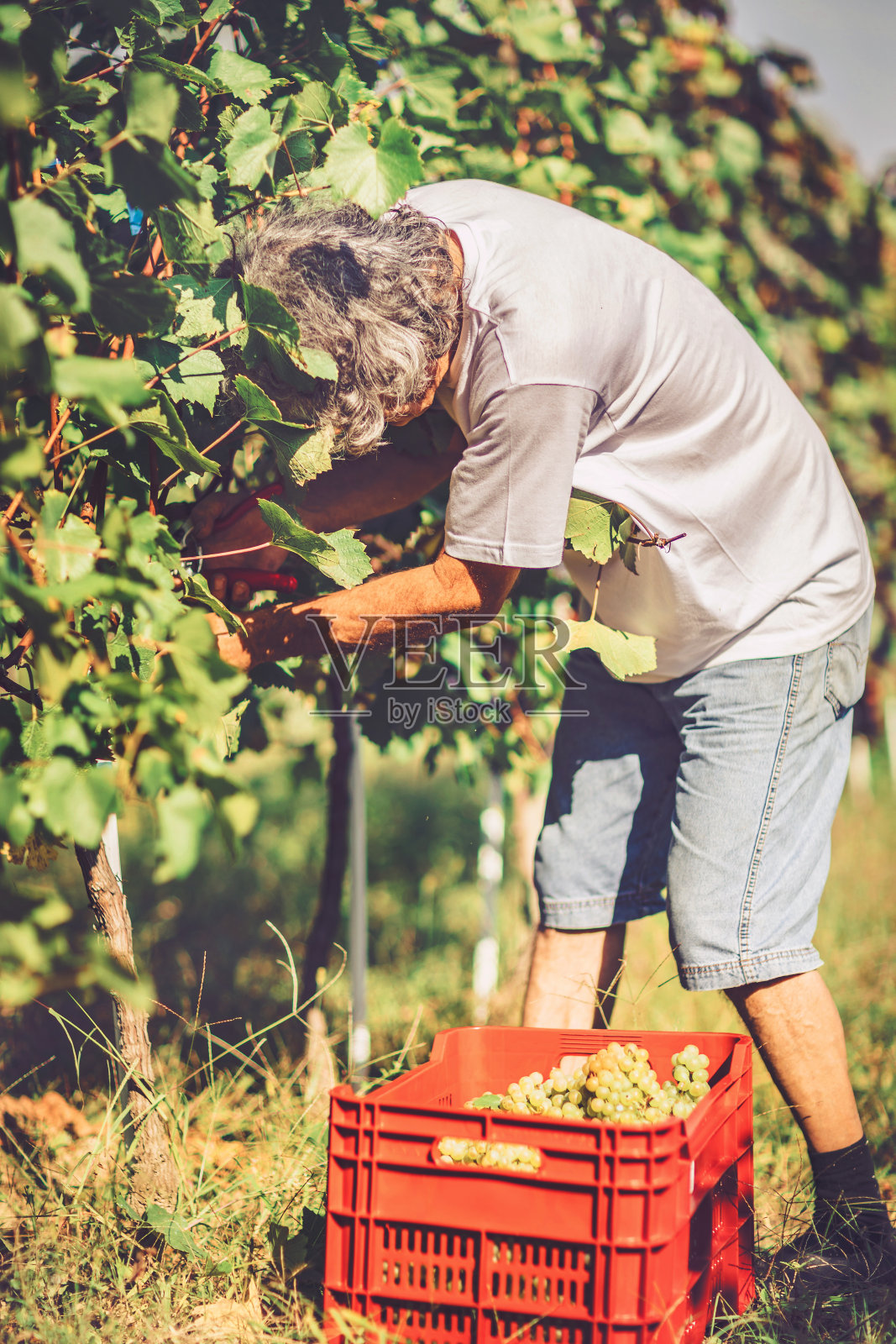 葡萄园里的葡萄收获照片摄影图片