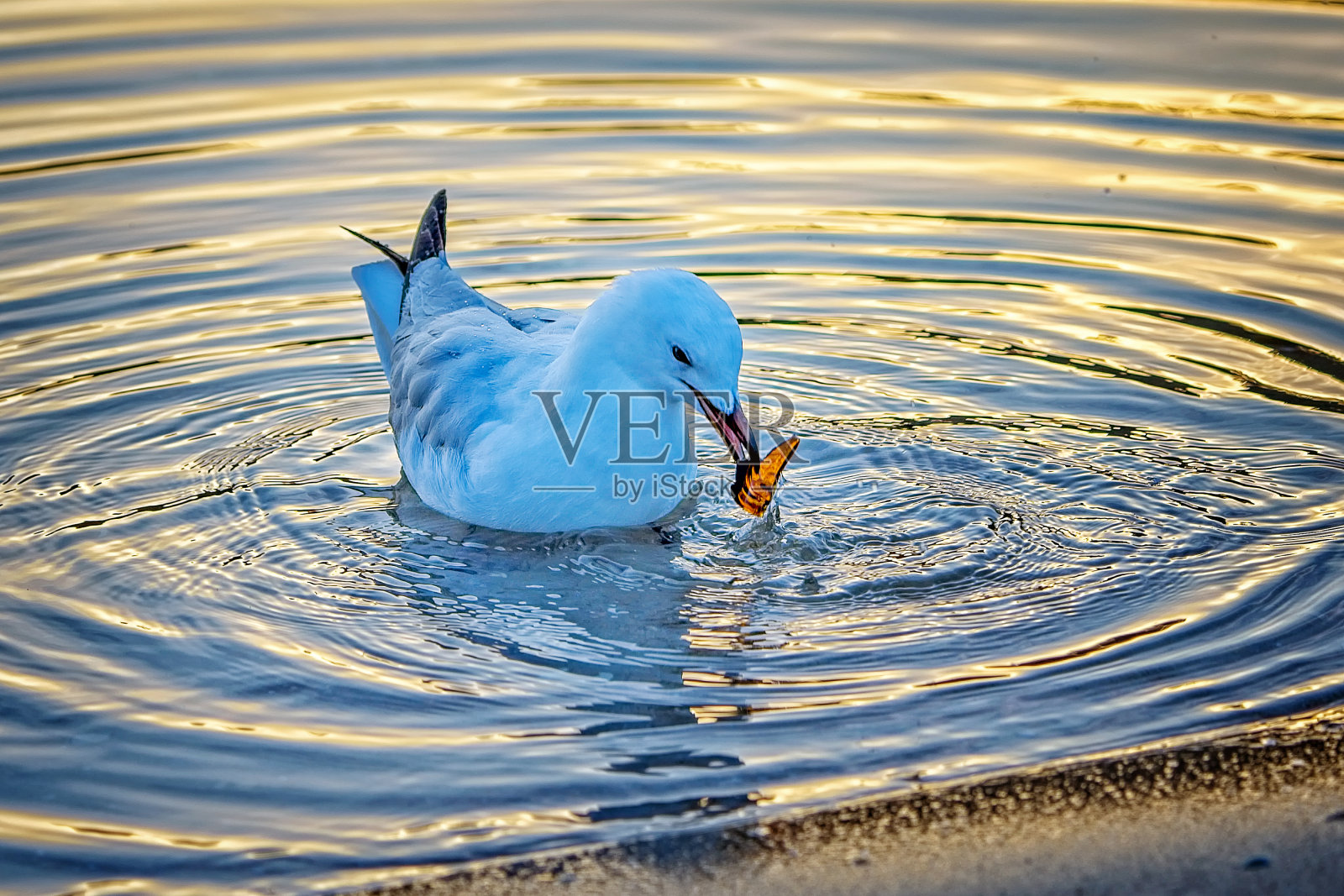 海鸥吃垃圾照片摄影图片