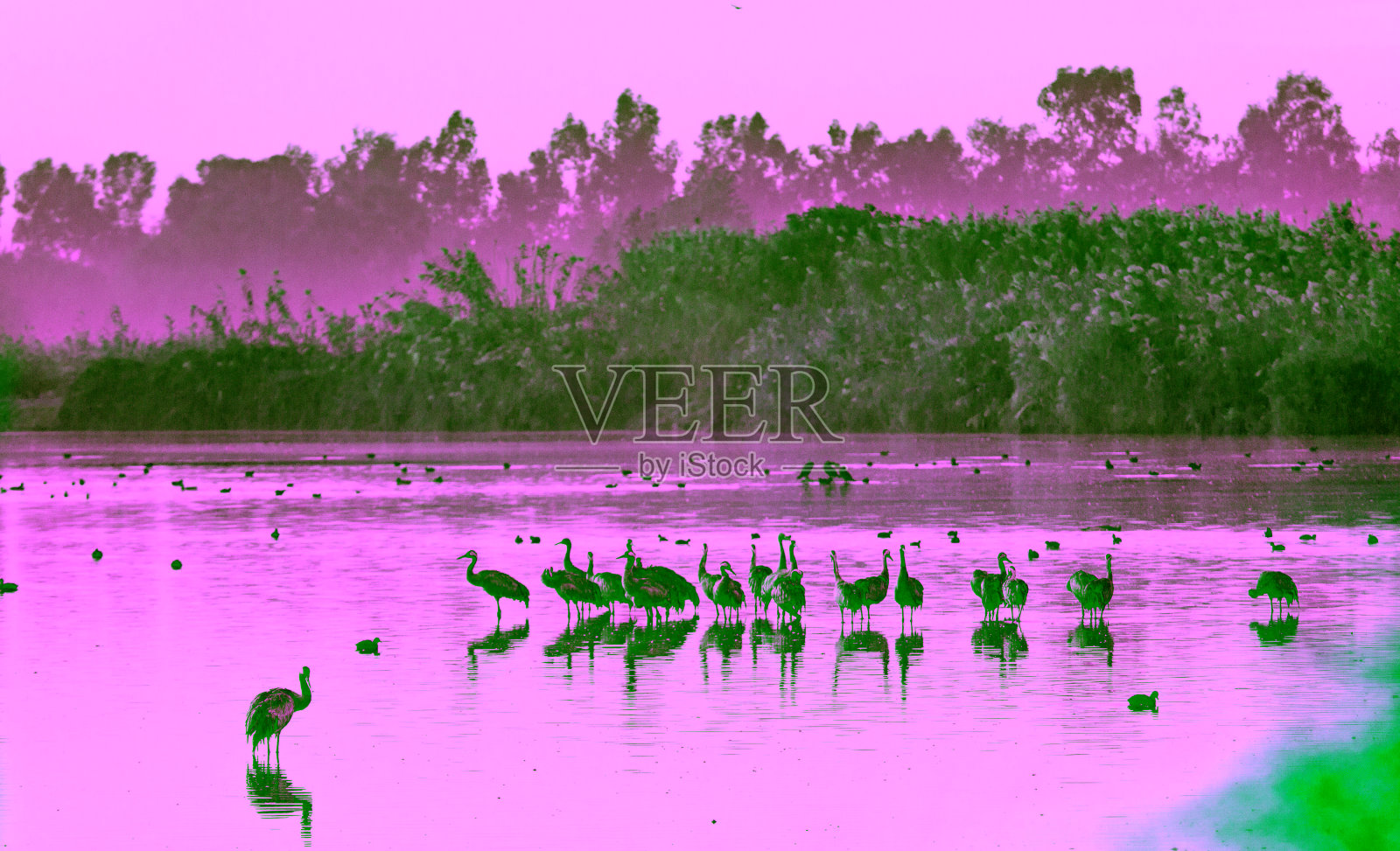 站在水中的普通鹤照片摄影图片