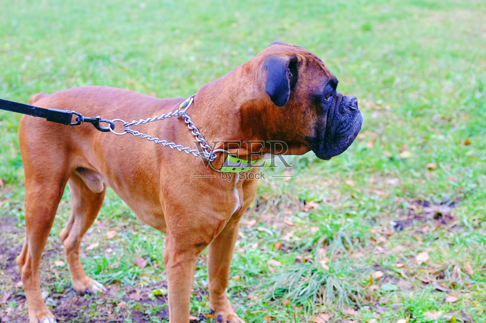 口鼻犬繁殖斗牛犬。这是狗向远处看的特写。照片摄影图片