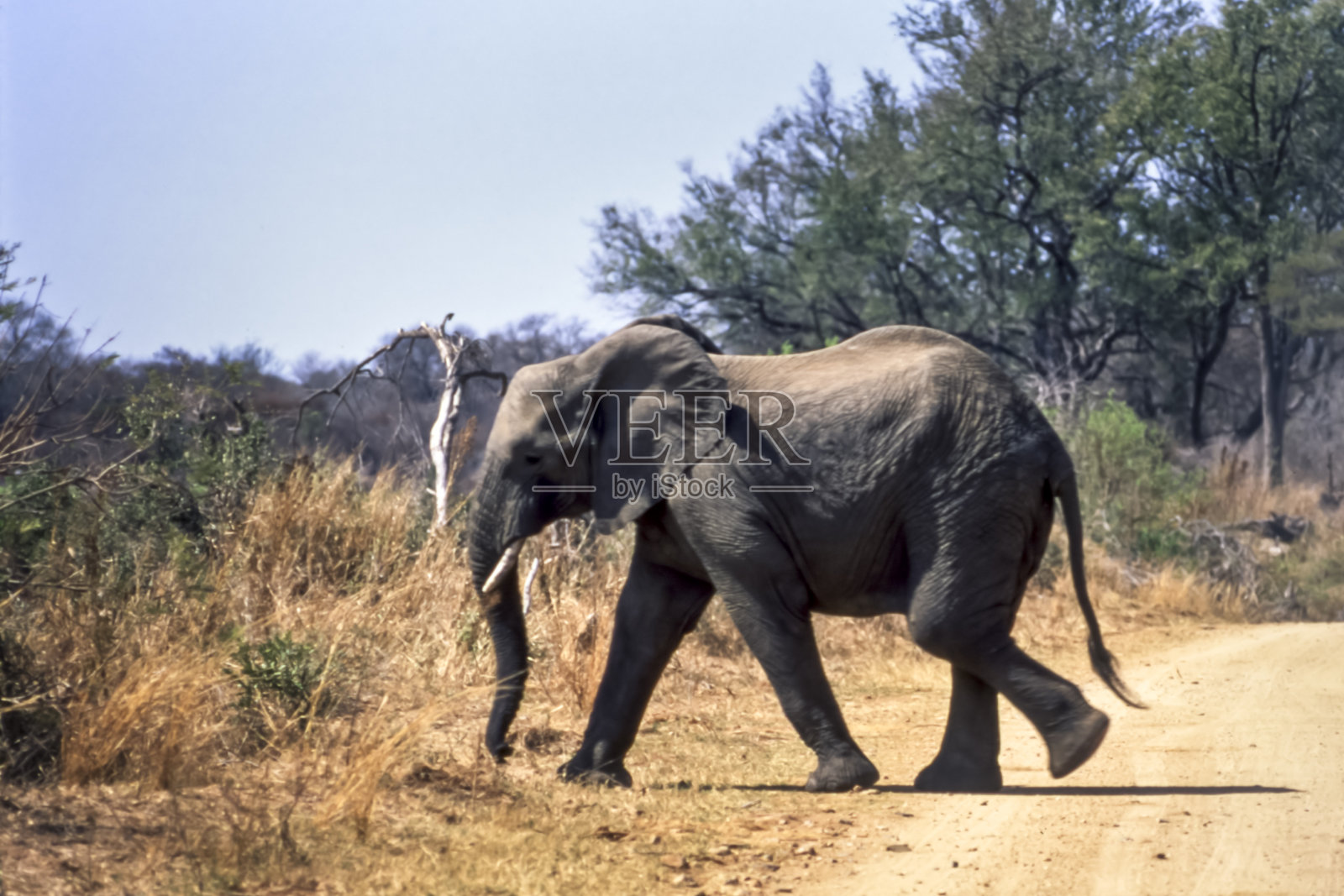 大象照片摄影图片