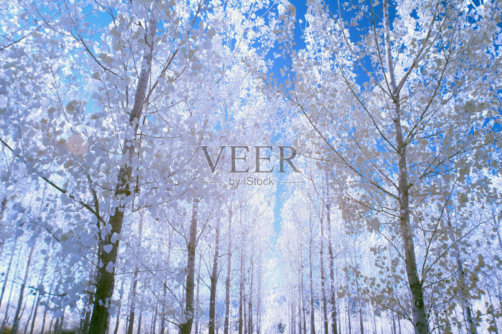 森林和池塘景观,红外摄影照片摄影图片