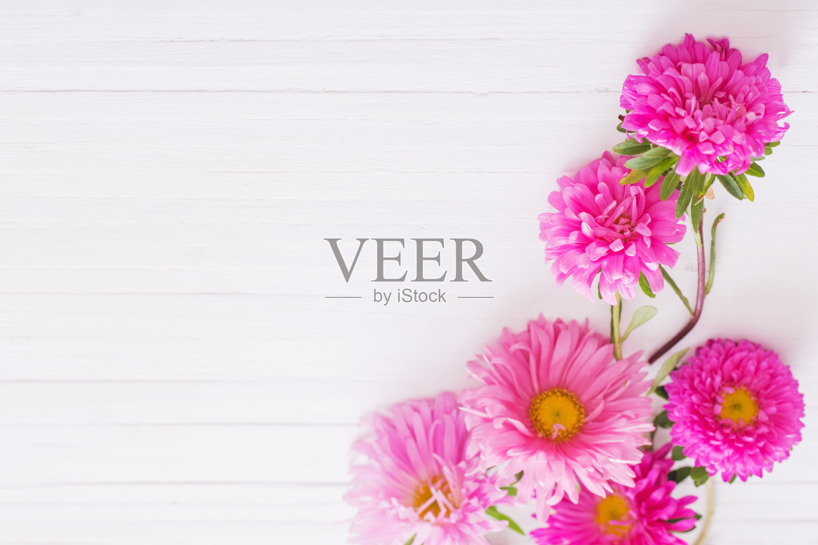 紫苑在白色木制背景照片摄影图片