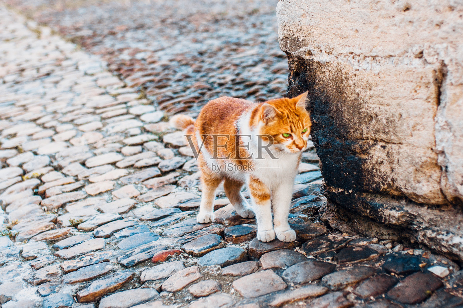一只孤独的红猫,长着绿色的大眼睛,潜伏在大楼的角落里照片摄影图片