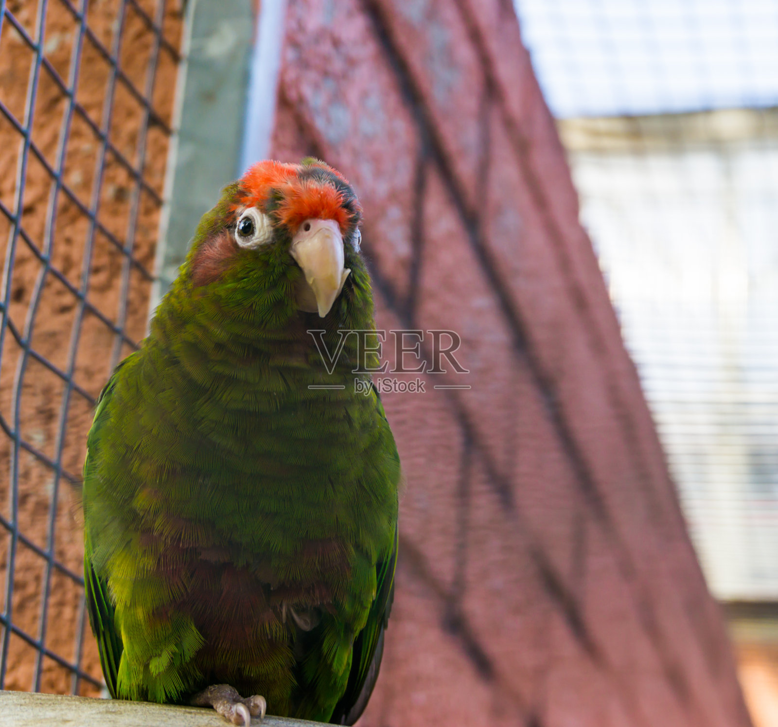 一种来自美洲森林的绿色热带鹦鹉照片摄影图片