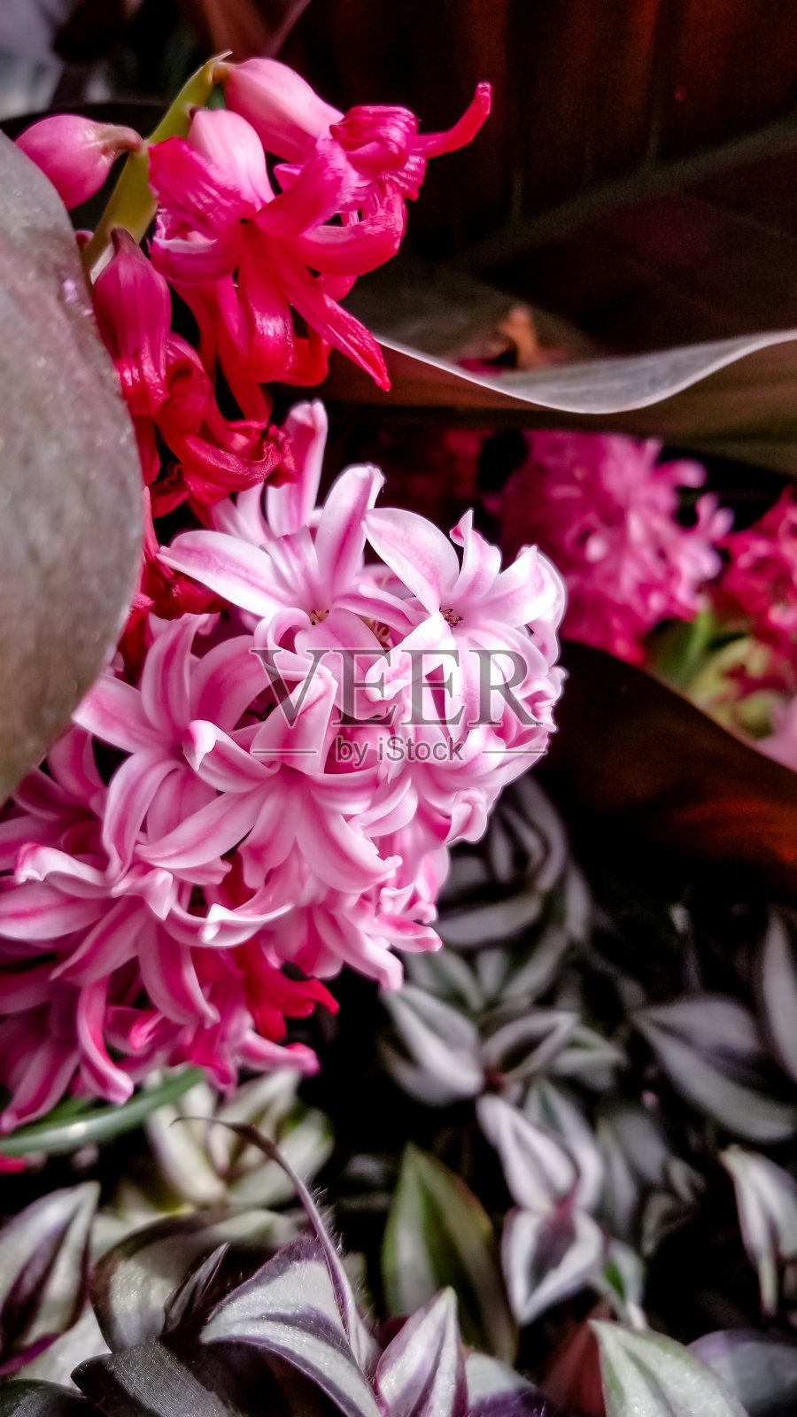 淡紫色照片摄影图片