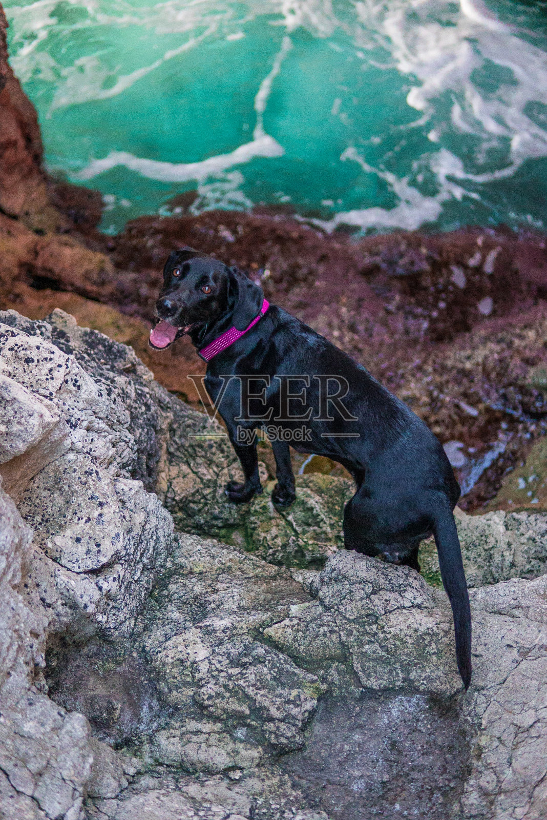 这是一只狗在Menorca海岸一个充满水的洞穴里的照片。照片摄影图片