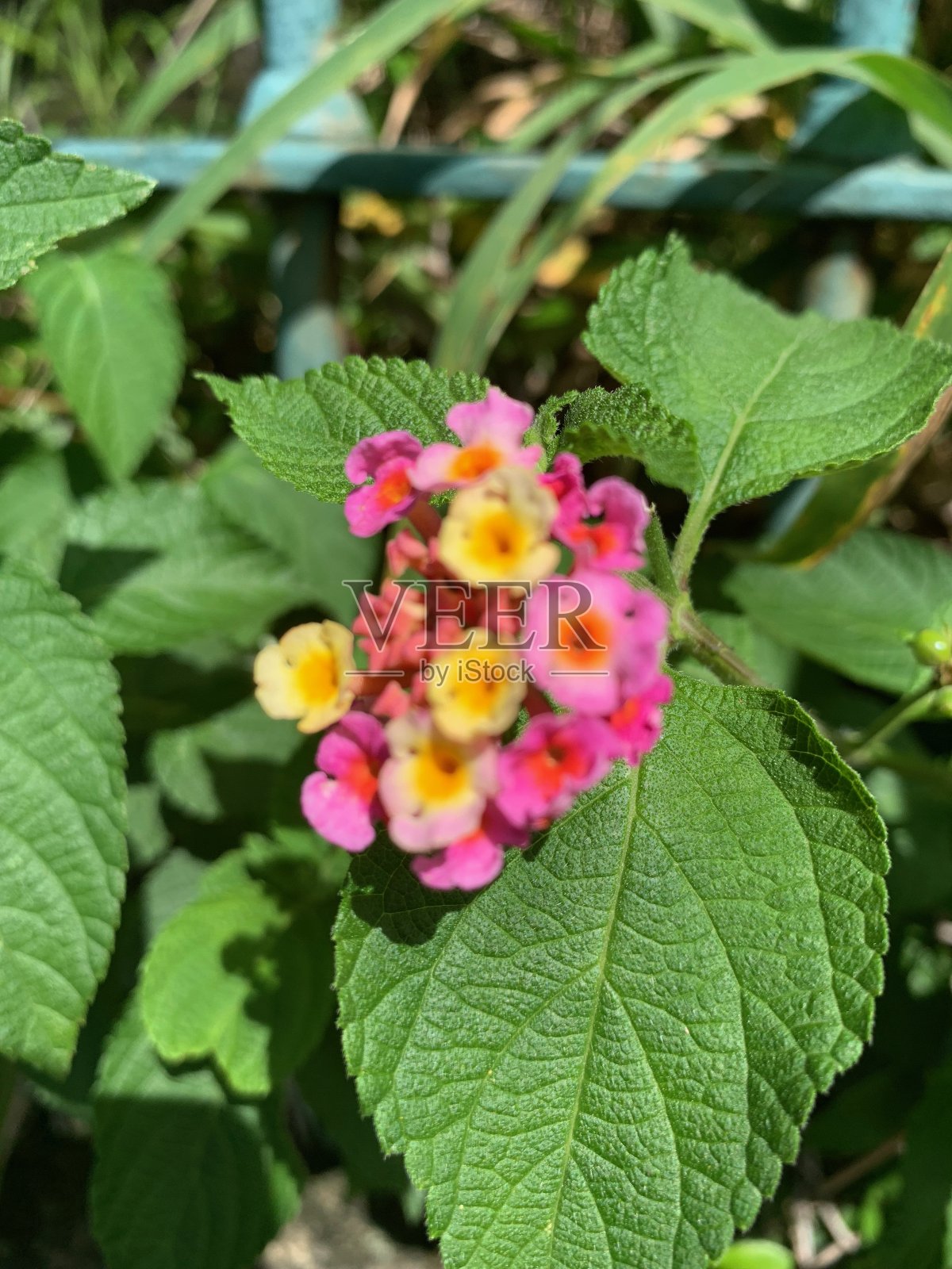 花照片摄影图片