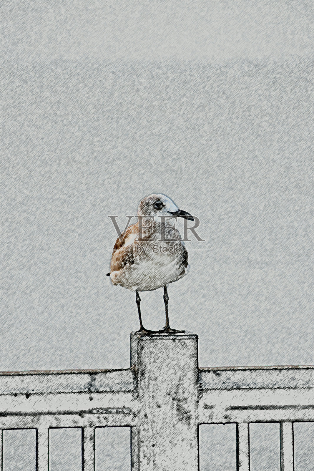 海鸥站在柱子上照片摄影图片