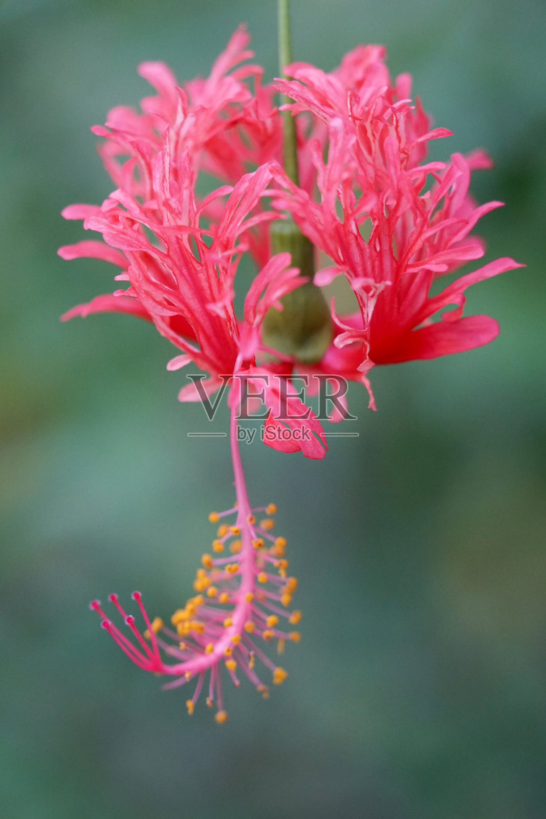 芙蓉照片摄影图片