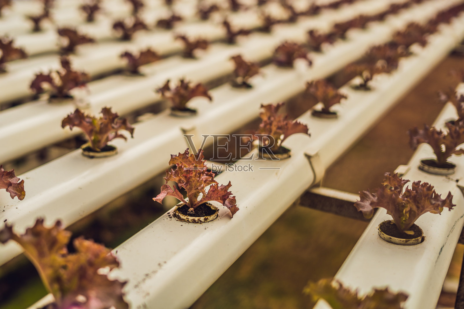 红珊瑚沙拉,沙拉有机水培农场,红叶莴苣,红橡树。新鲜红橡莴苣照片摄影图片