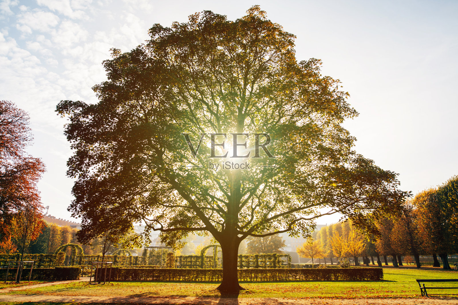 秋天的阳光透过哥本哈根的树照片摄影图片