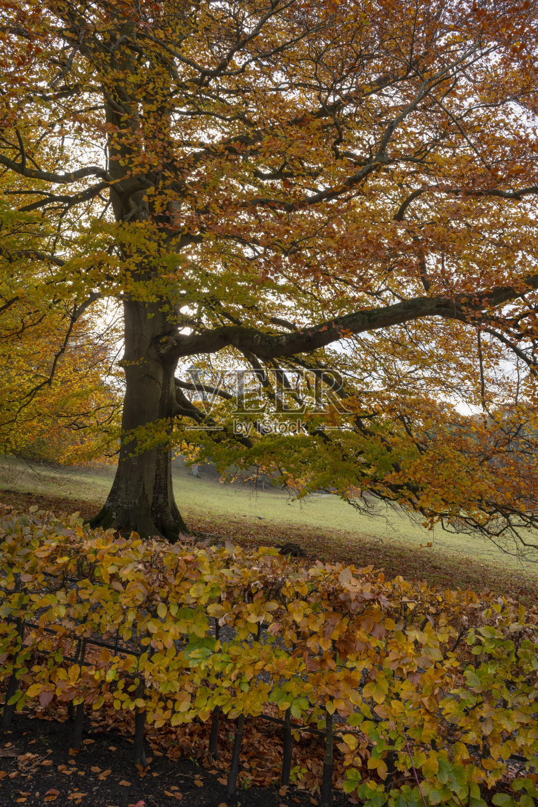 秋天的山毛榉树照片摄影图片