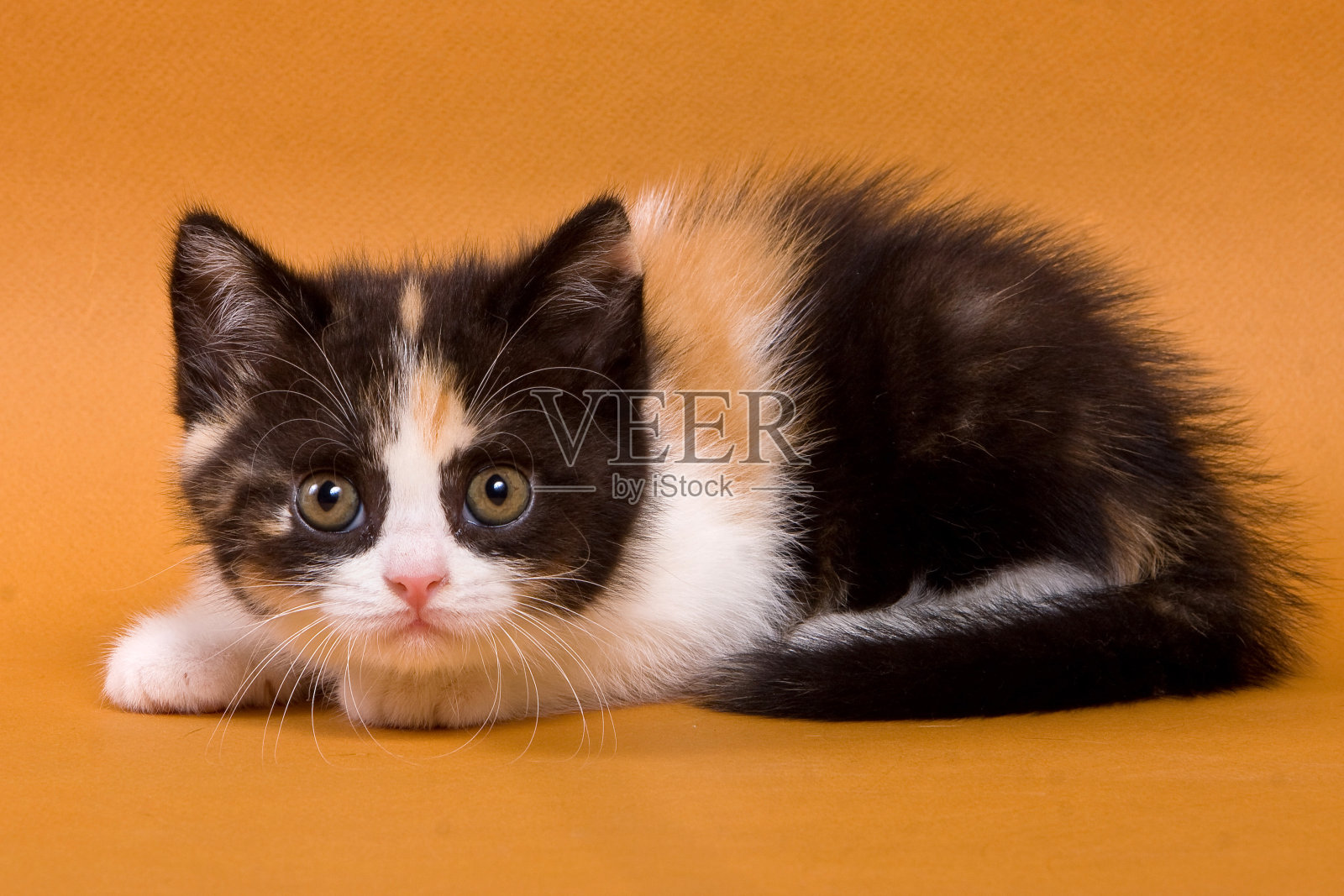 斑点的小猫英国猫在一个橙色的背景照片摄影图片