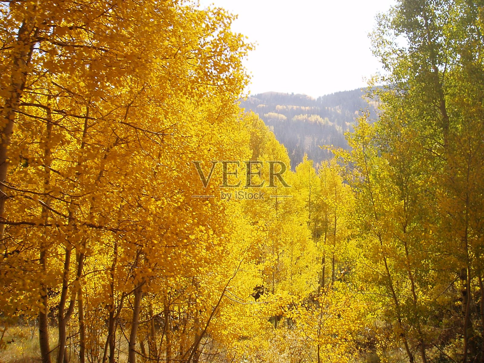 科罗拉多州的秋天排名第三照片摄影图片