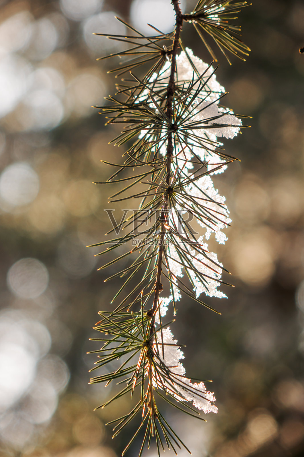 雪下的嫩枝照片摄影图片