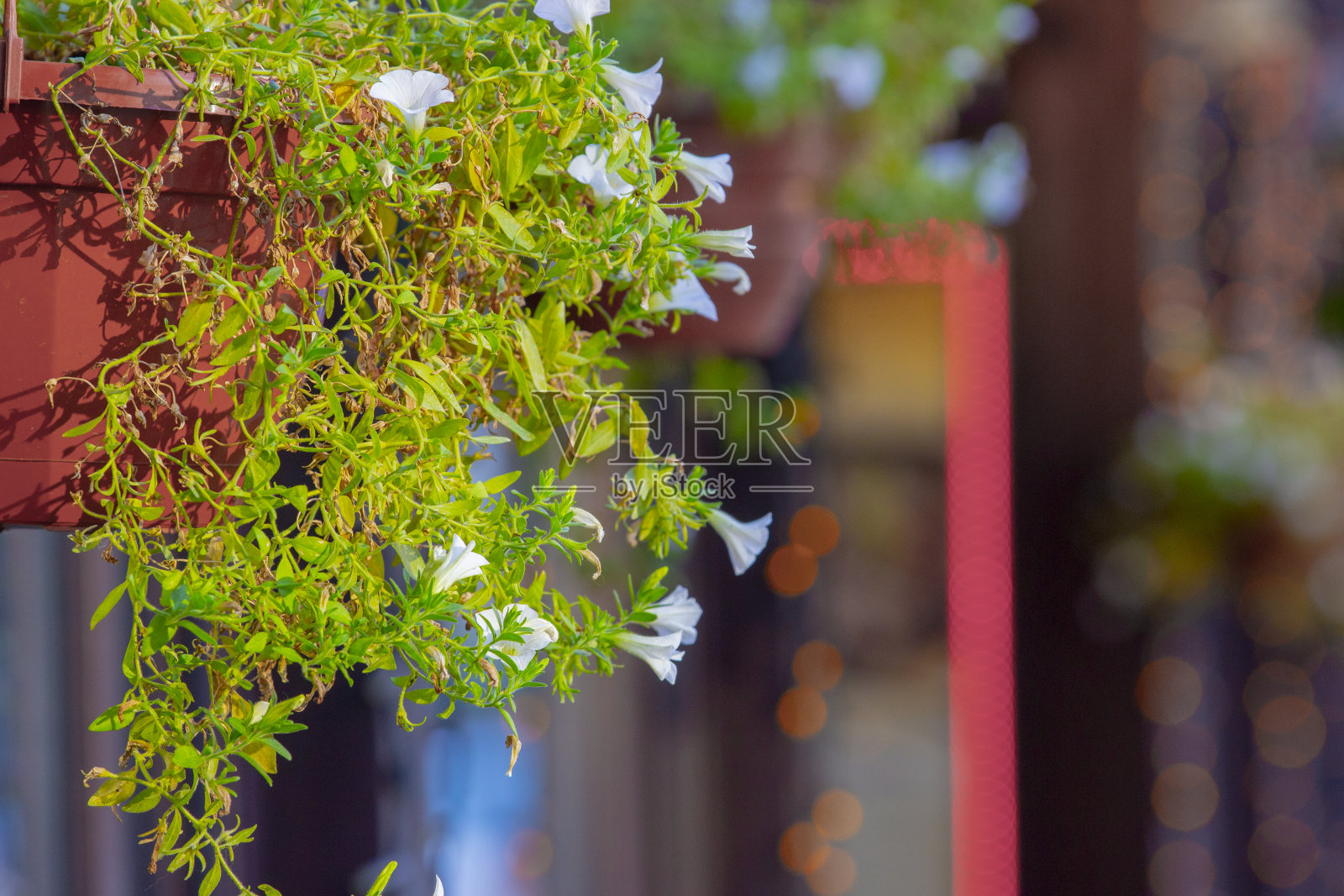 彩色的多花牵牛花在一个木制的种植窗盒。照片摄影图片