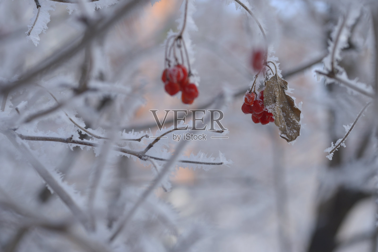 雪中的红色花楸浆果。照片摄影图片