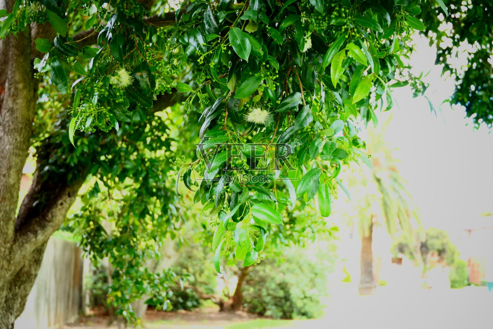 22、自然与花共园照片摄影图片