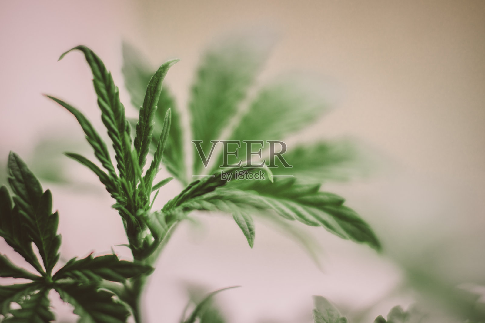 一棵小大麻植物的顶部,在绿色的叶子背景上的微距拍摄。门里种大麻。药用印度与CBD。照片摄影图片