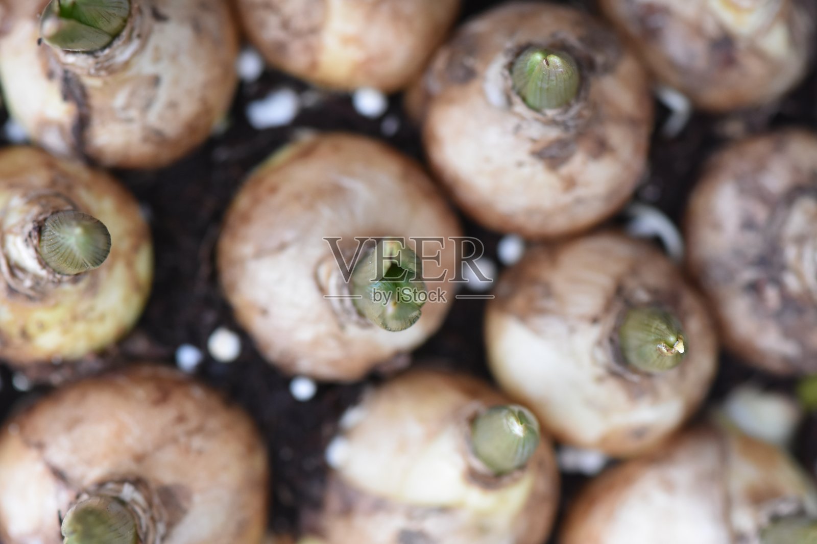 生长中的大葱特写照片摄影图片