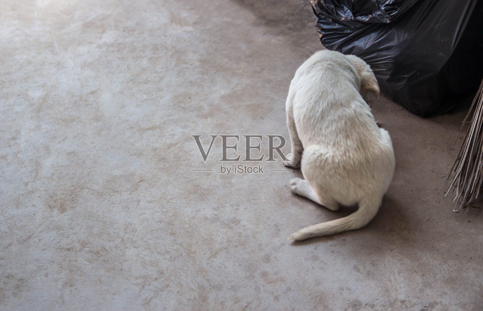 小狗的金毛寻回犬照片摄影图片