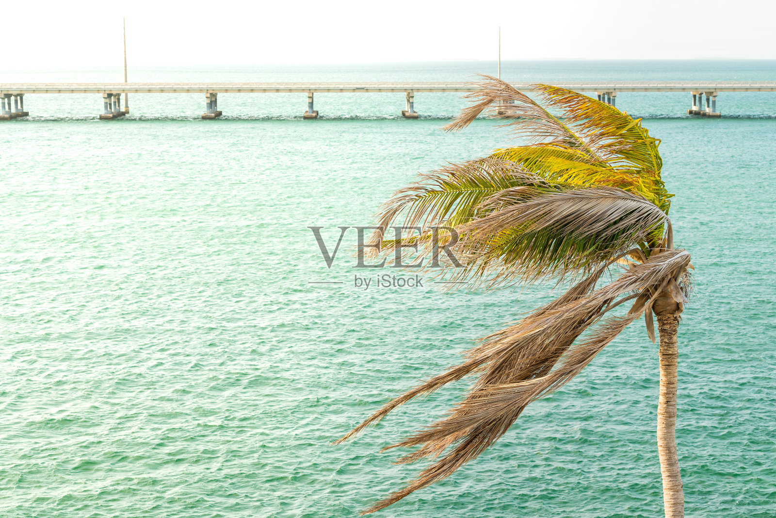 一棵绿色的棕榈树近距离摇摆树叶在风在日落黄昏在巴伊亚本田国家公园,佛罗里达群岛,海外高速公路大桥,海洋和墨西哥湾照片摄影图片