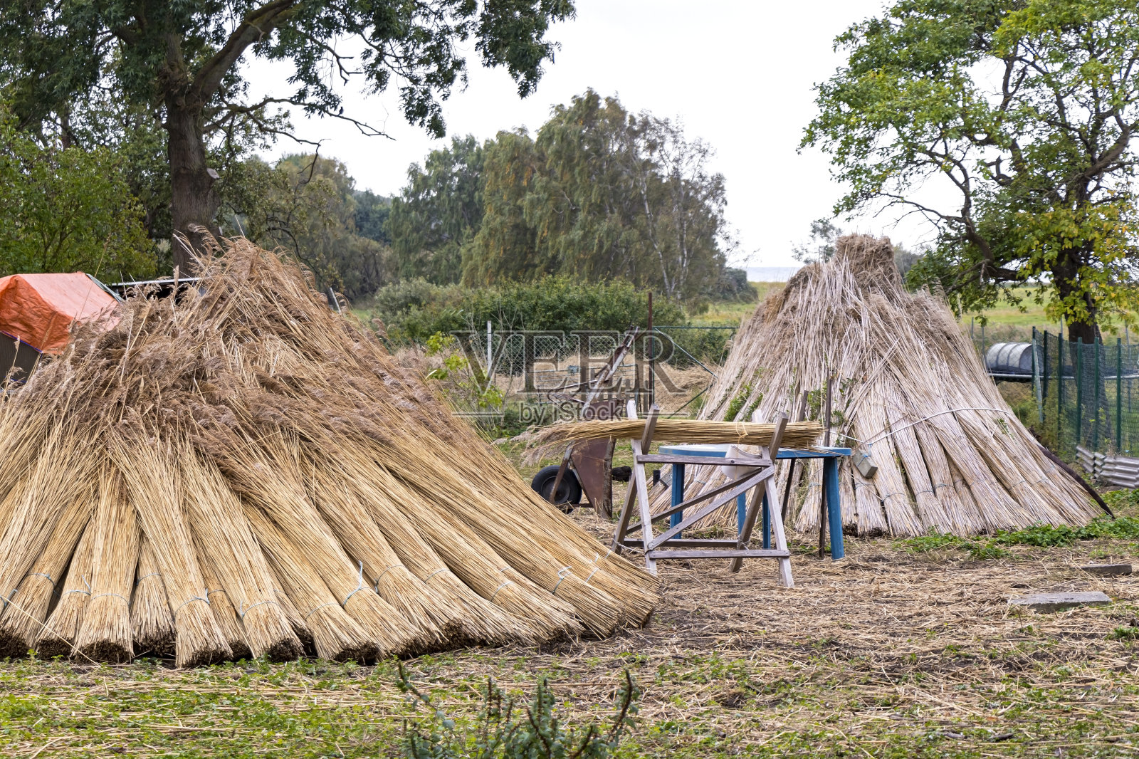 在波罗的海和梅克伦堡,许多房子都覆盖着芦苇。照片摄影图片