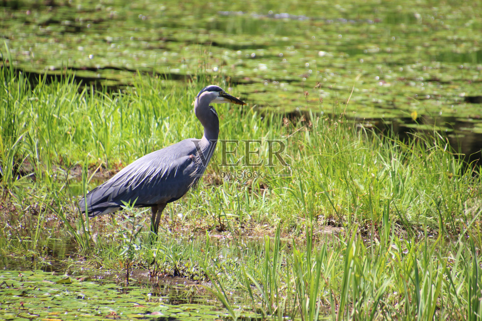 画面左边是一只大蓝鹭照片摄影图片