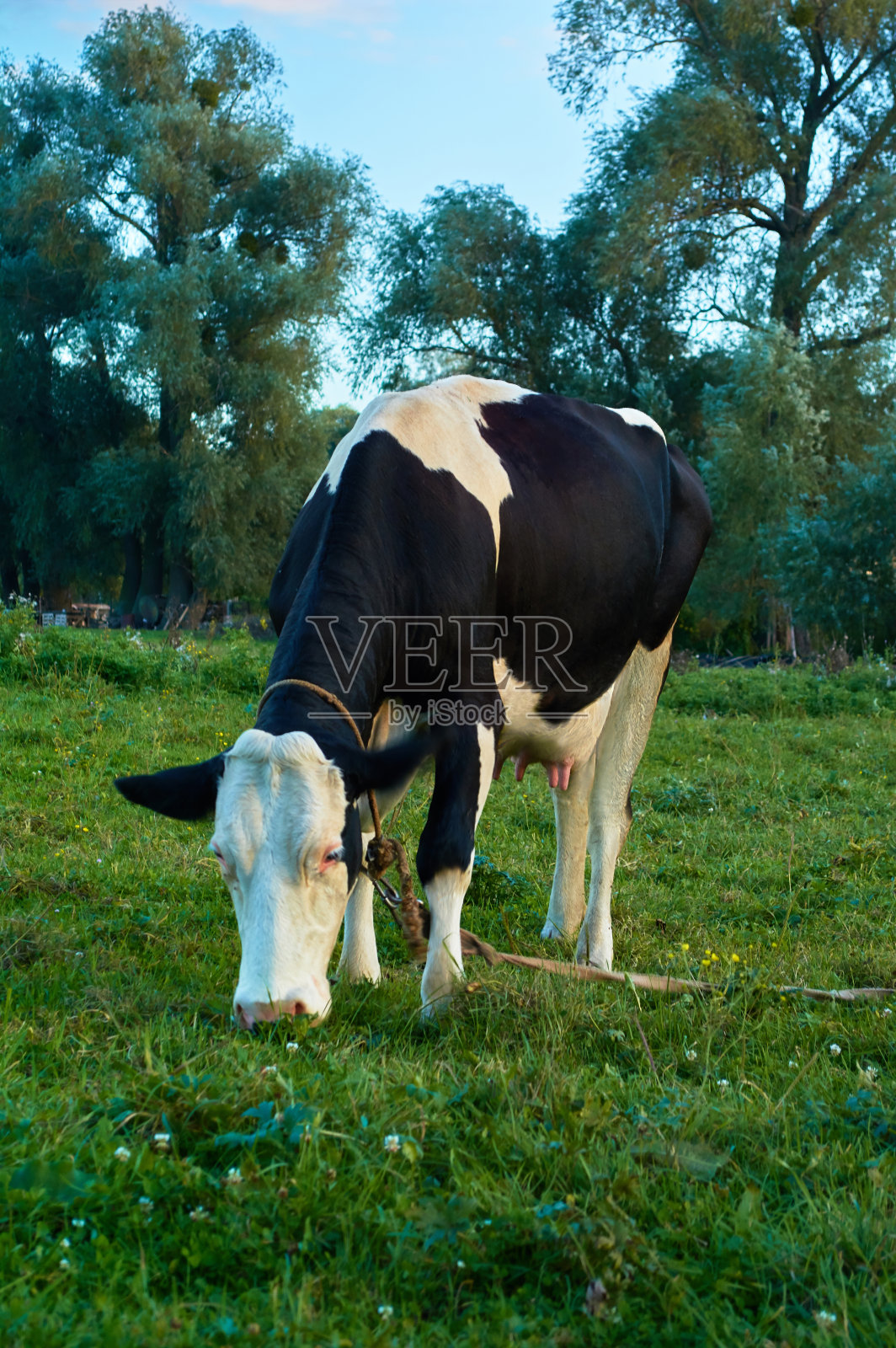 一只长着黑白斑点的奶牛在农村的绿色草地上吃草。照片摄影图片