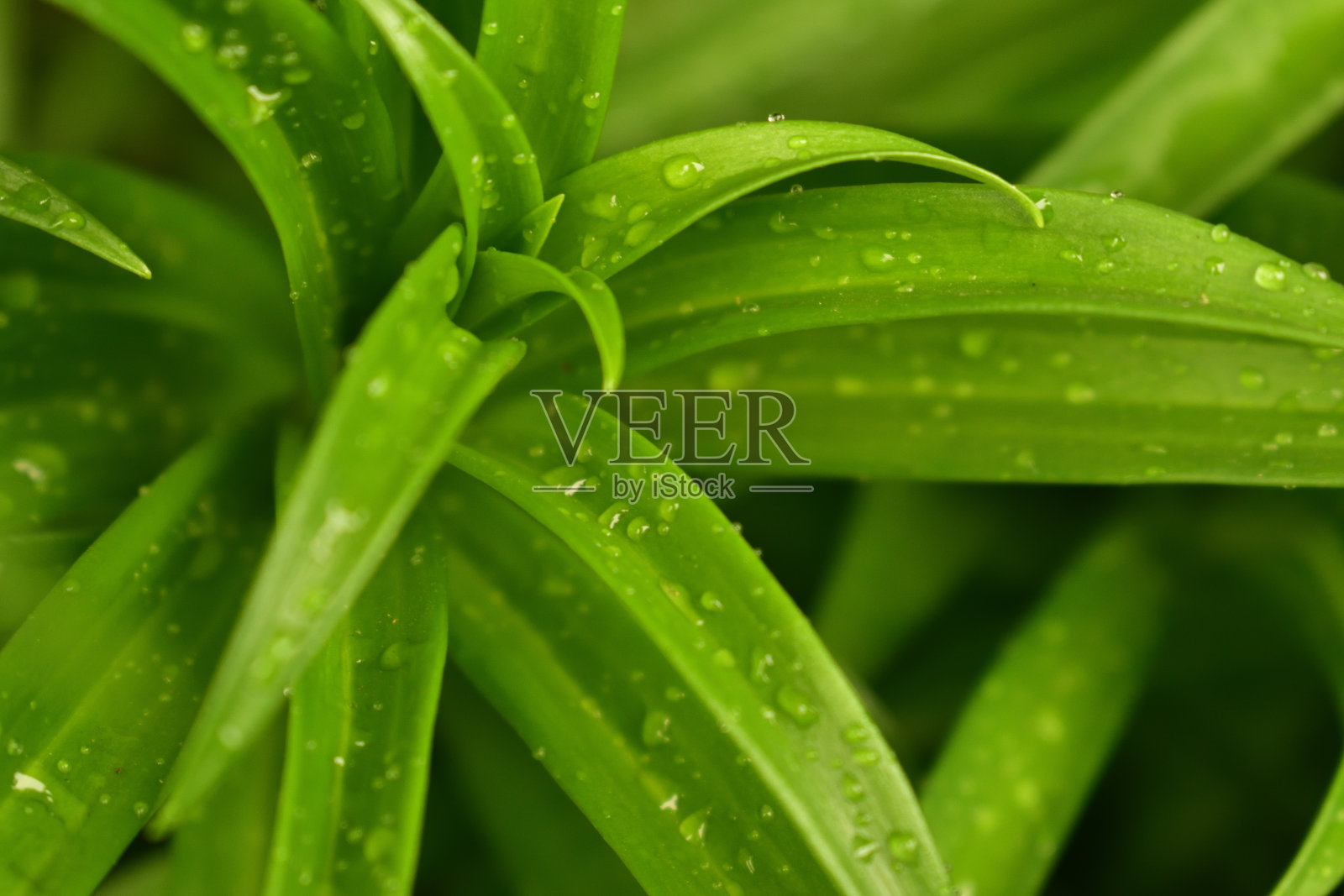 美丽的复活节百合叶与露珠照片摄影图片