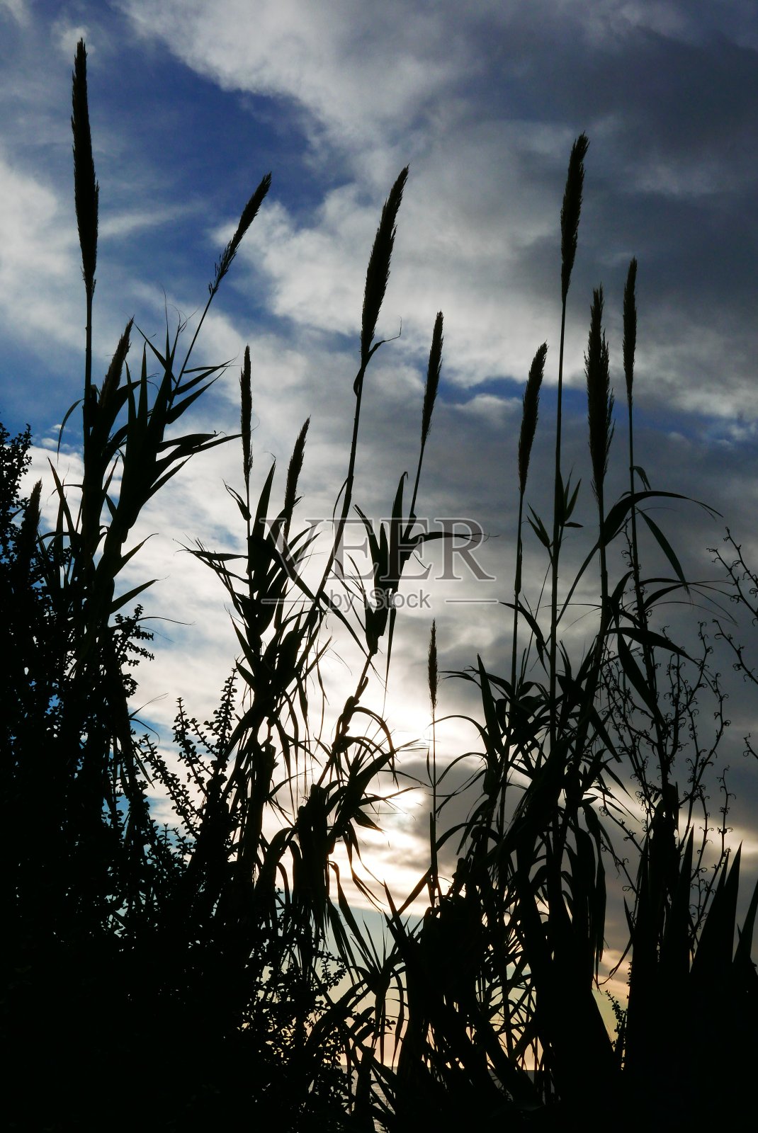 草原映衬着阴沉的天空照片摄影图片