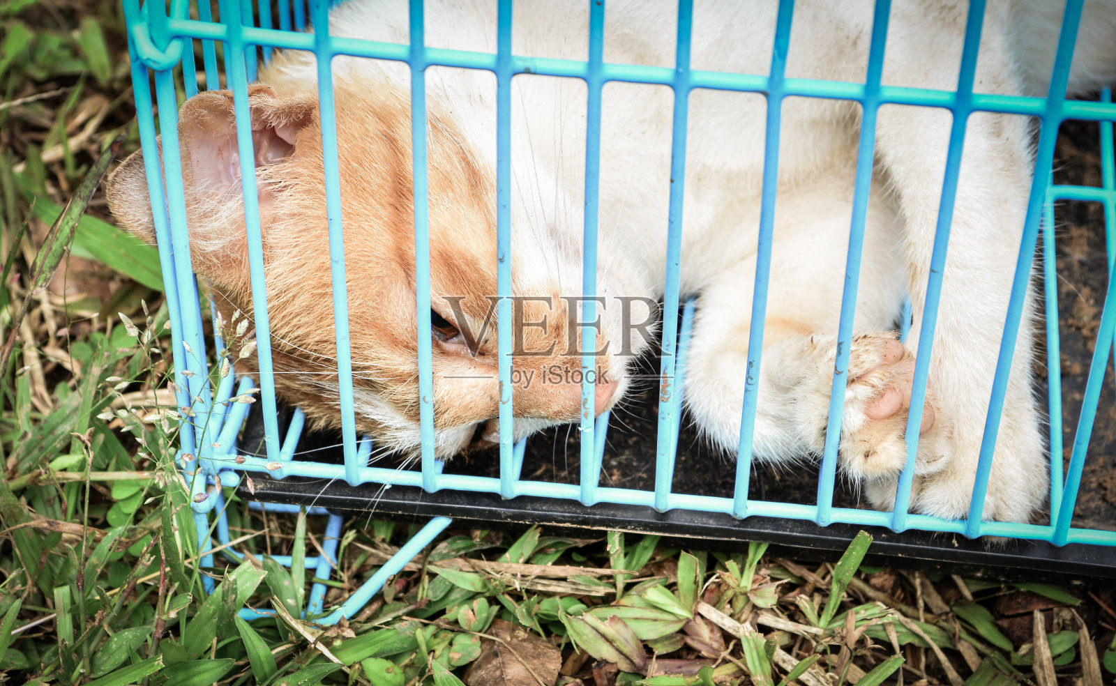 生病的动物-猫生病在笼子里去动物医院/悲伤的动物照片摄影图片