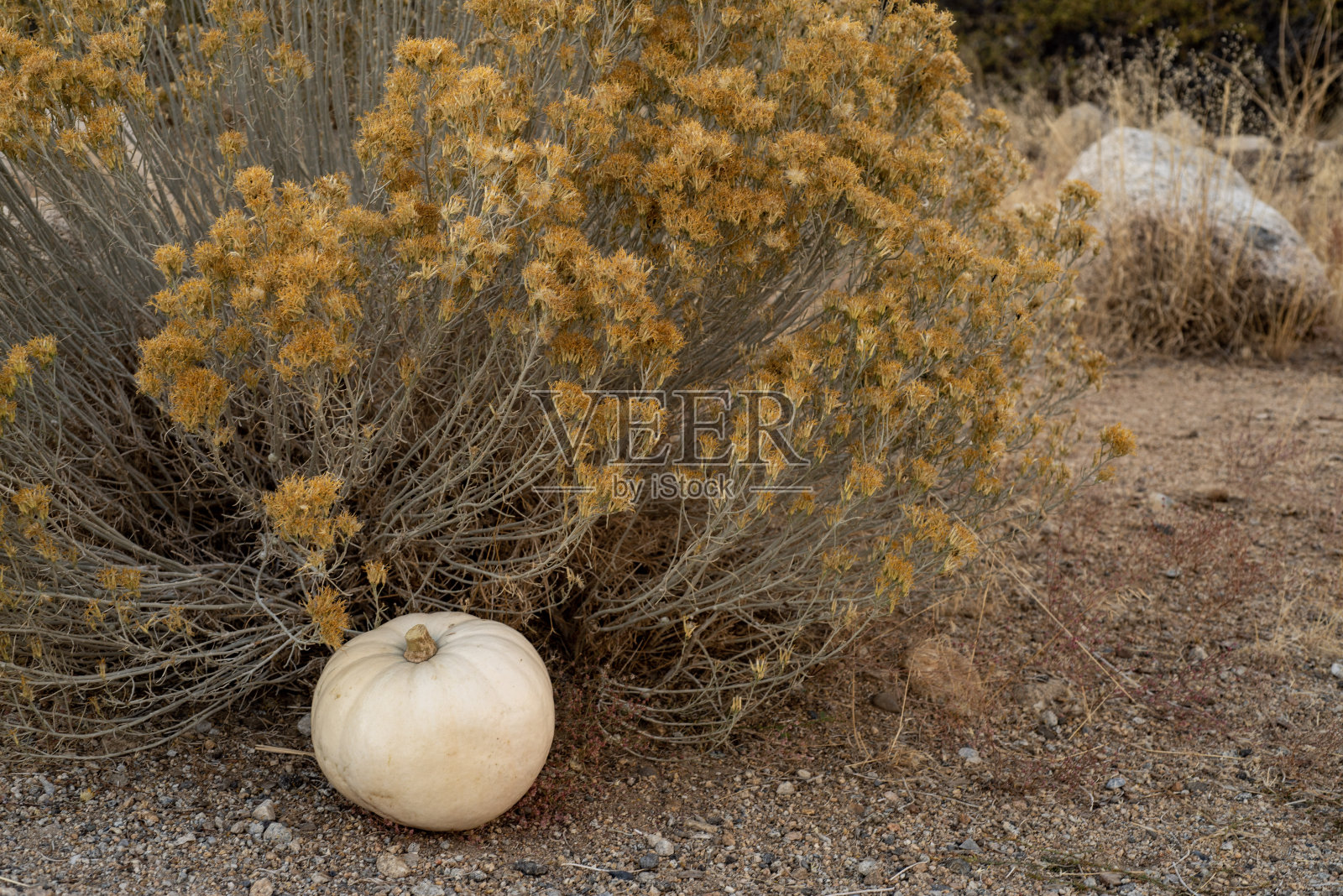 白色的南瓜在室外秋天的植物背景照片摄影图片