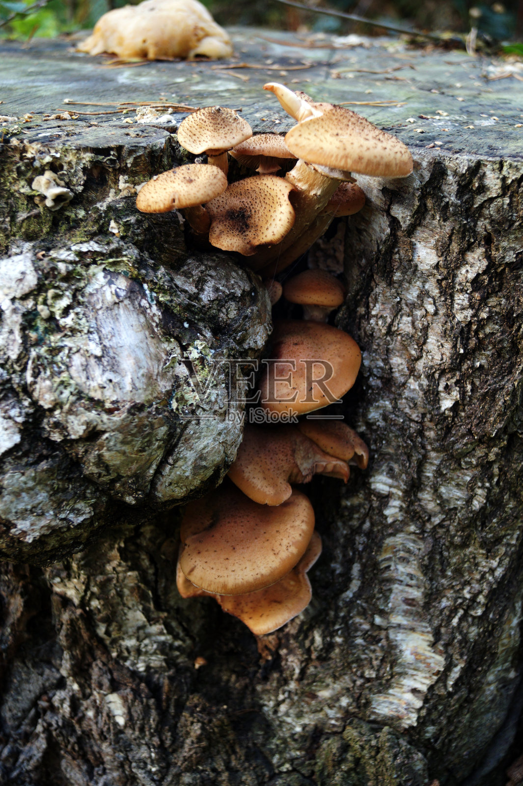 老树桩上长着蘑菇照片摄影图片
