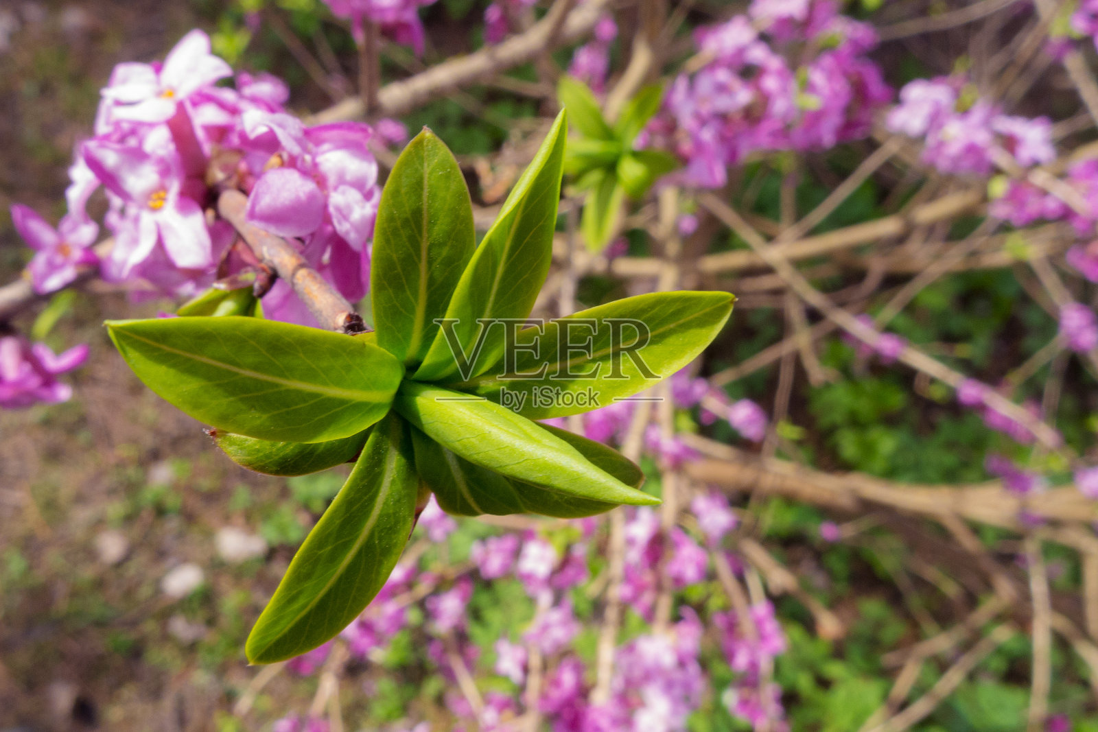 瑞香嫩叶照片摄影图片