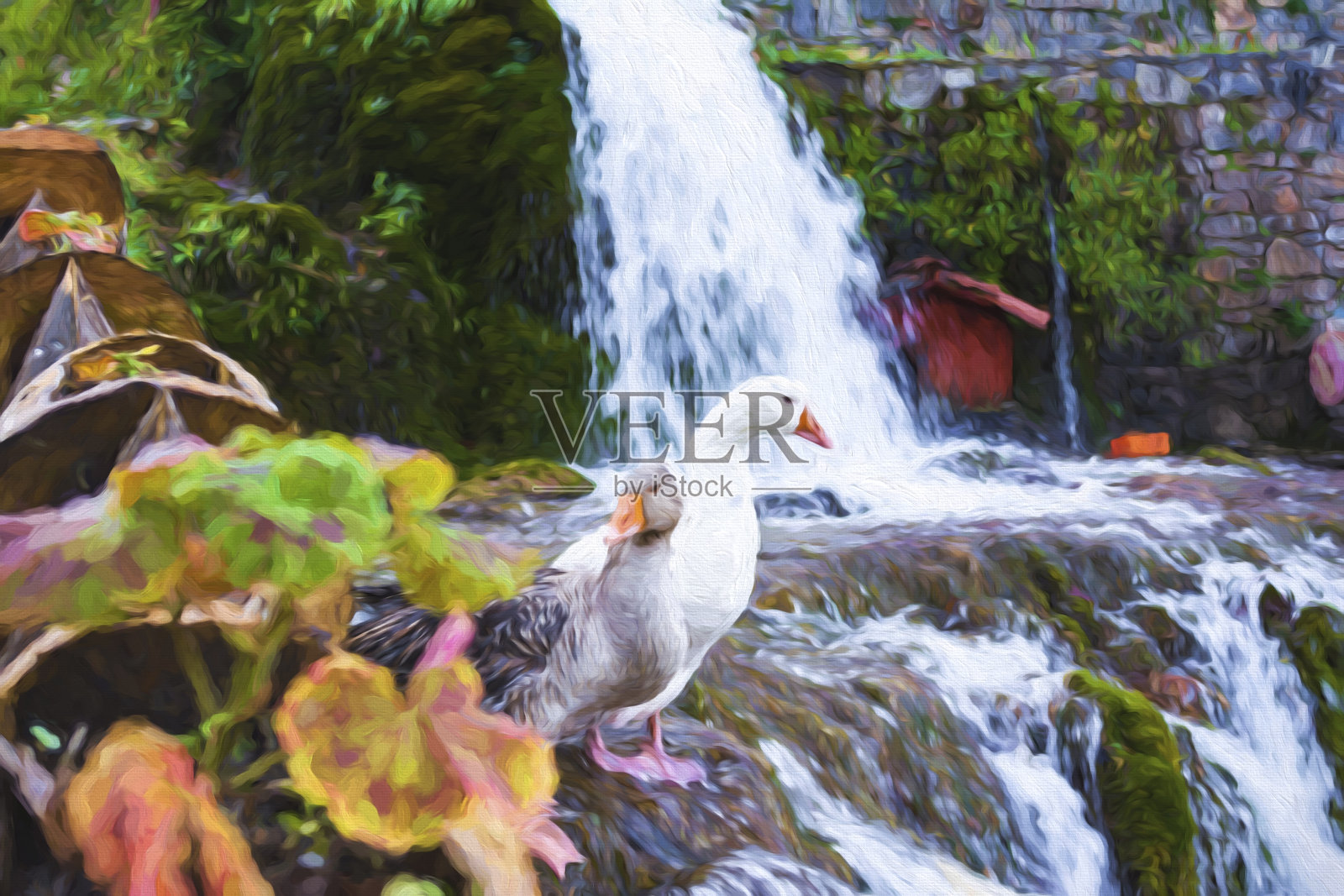白色和灰色的鸭子和橙色的喙旁边的瀑布插画图片素材