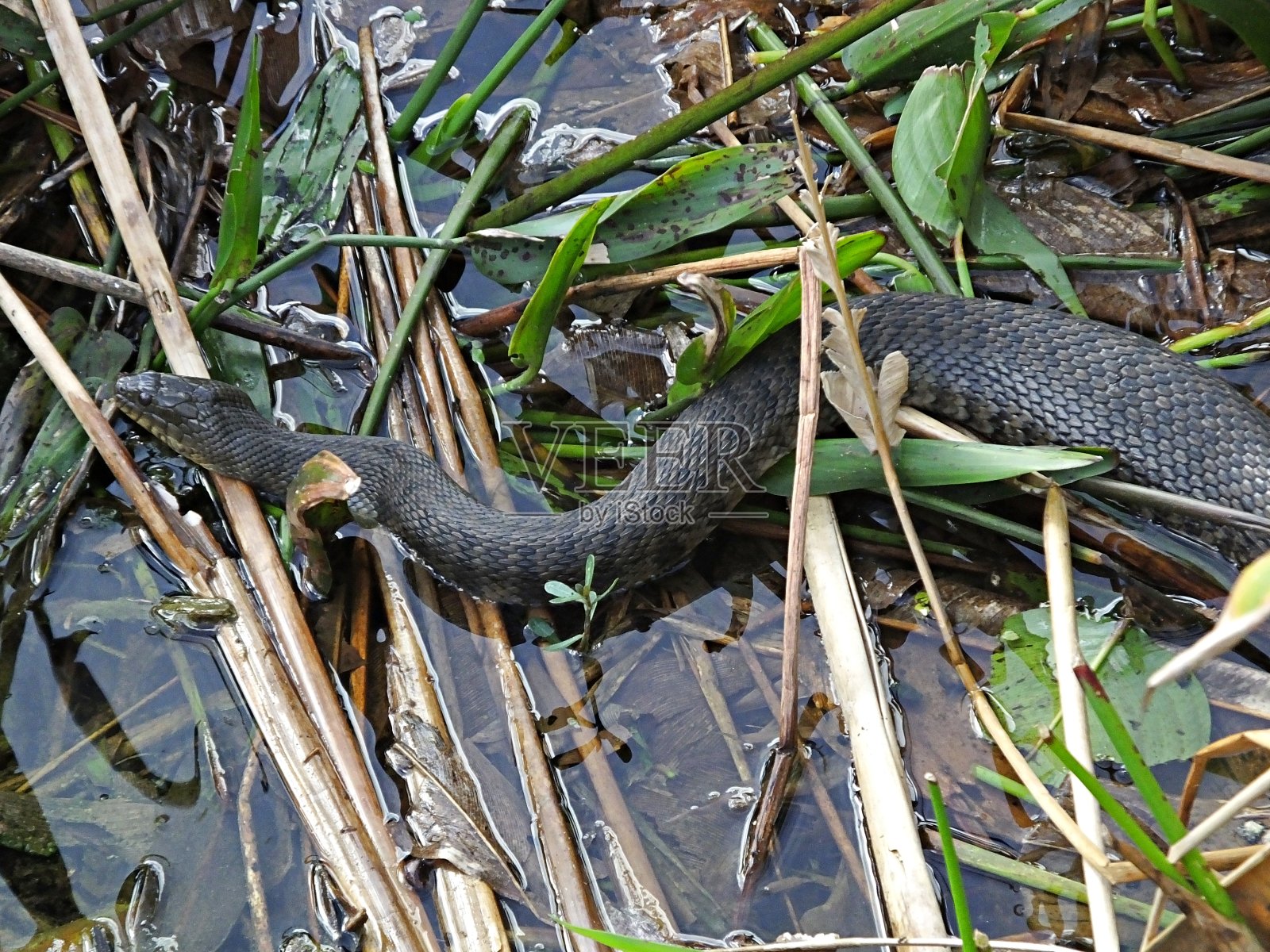 佛罗里达绿水蛇(Nerodia Florida)照片摄影图片