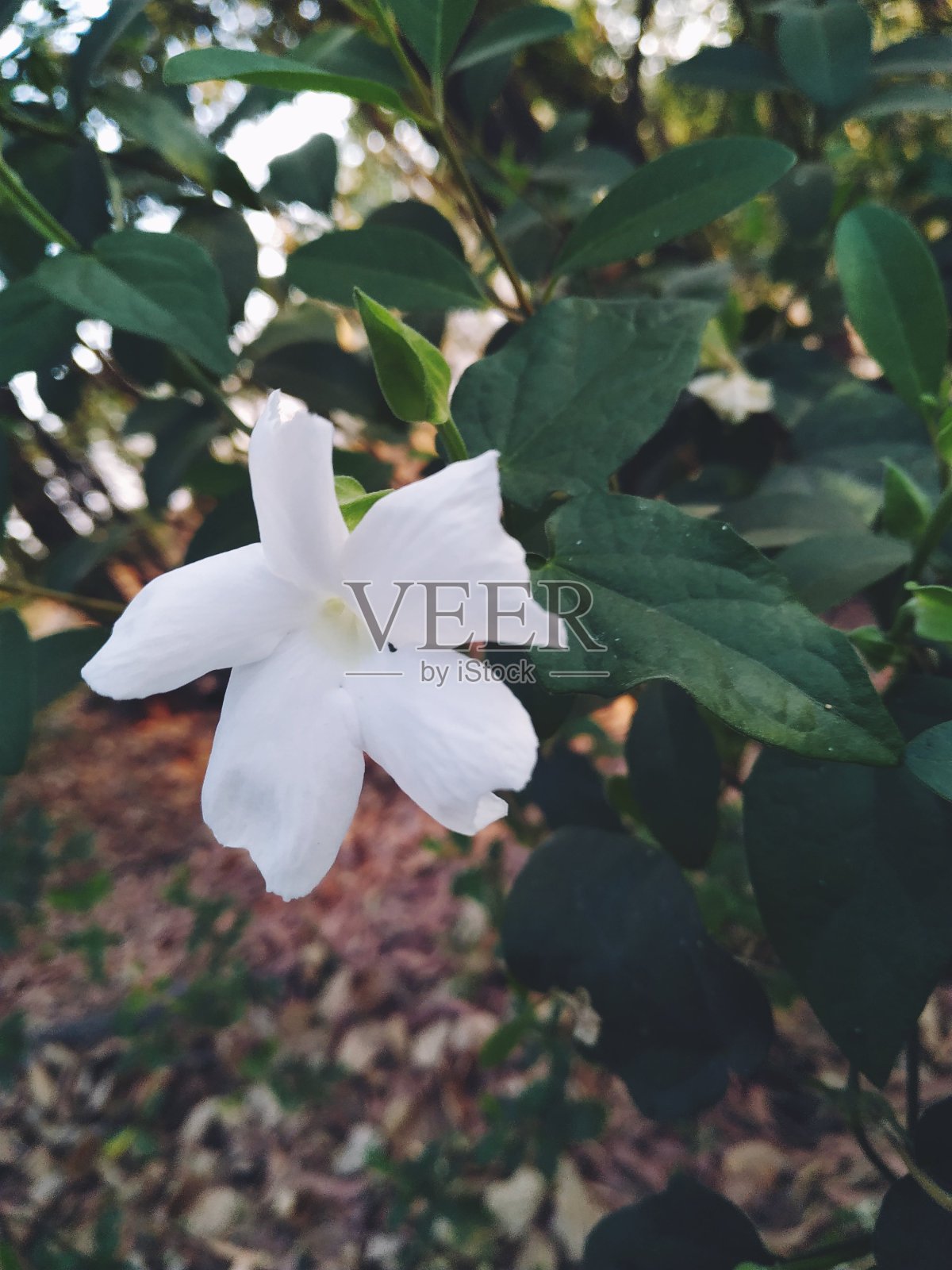 美丽的自然壁纸收集-印度照片摄影图片