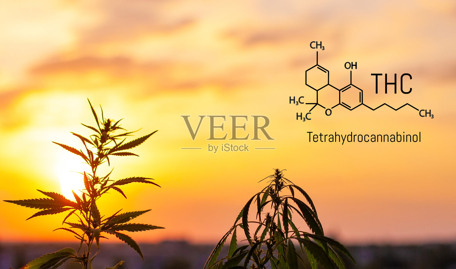 四氢大麻酚,并画出了他的化学式。四氢大麻酚分子结构模型。种植优质大麻和大麻医疗产品照片摄影图片