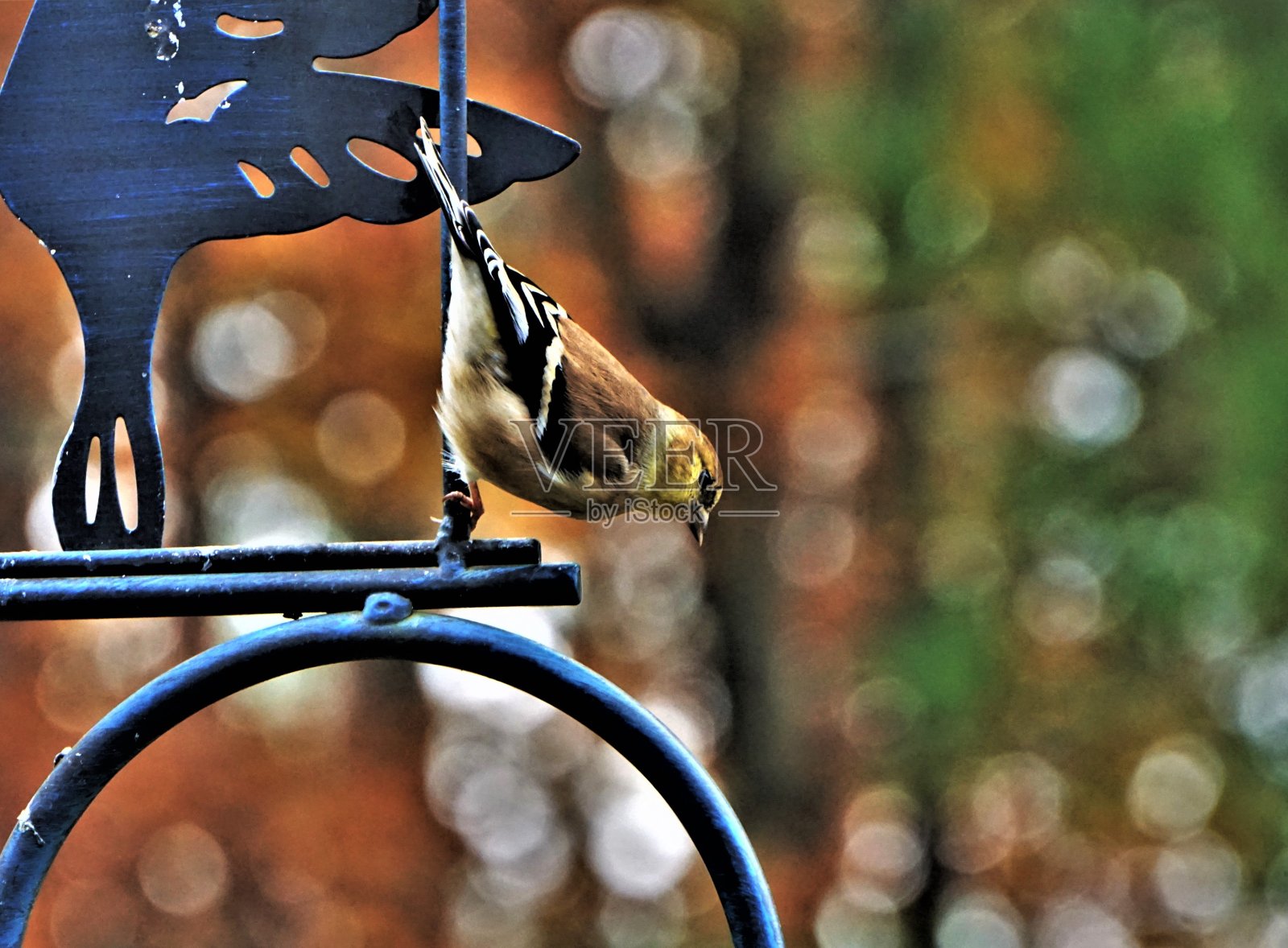 美洲金翅雀照片摄影图片