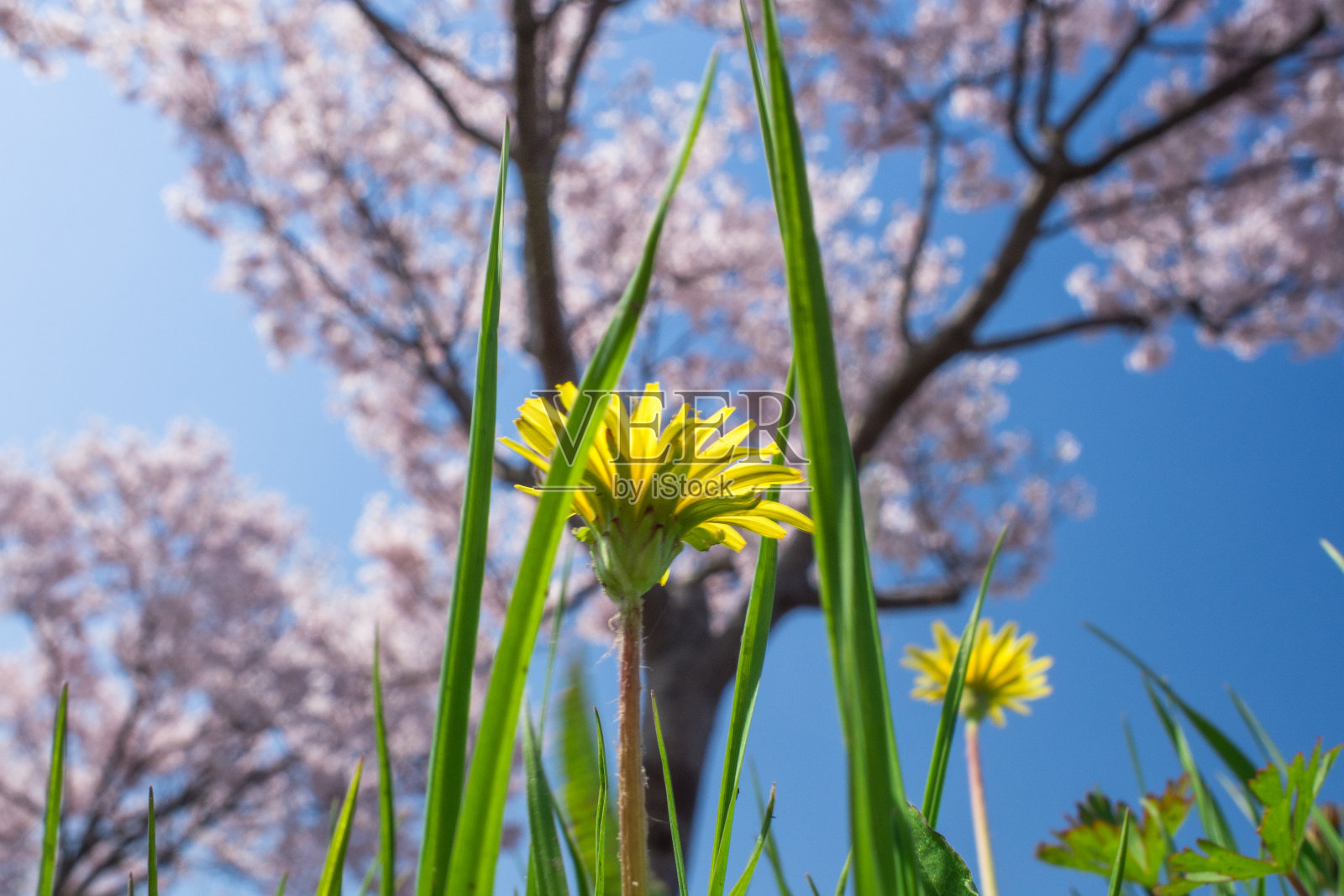 樱花照片摄影图片