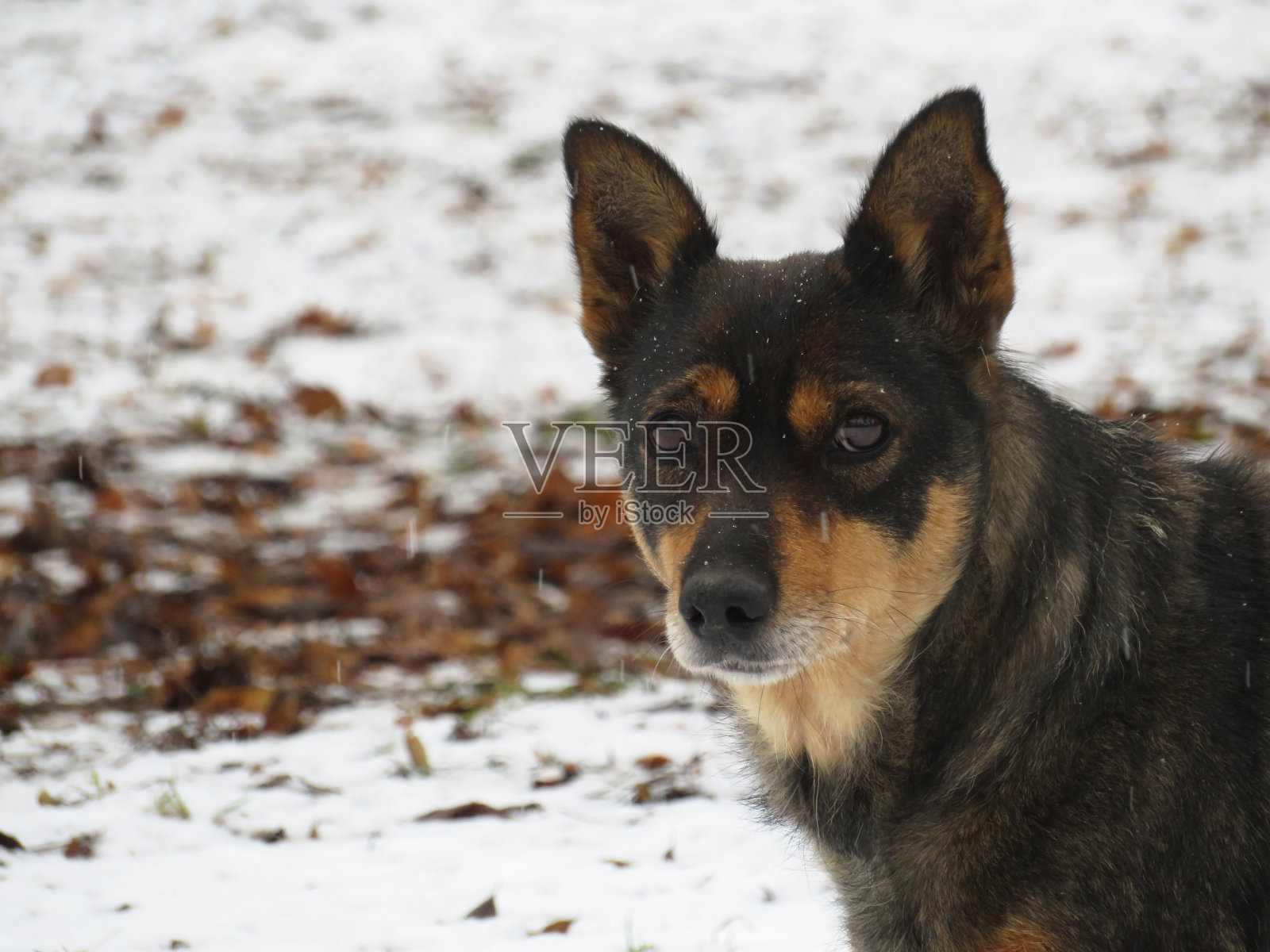 下雪的时候,狗狗悲伤的看着相机照片摄影图片