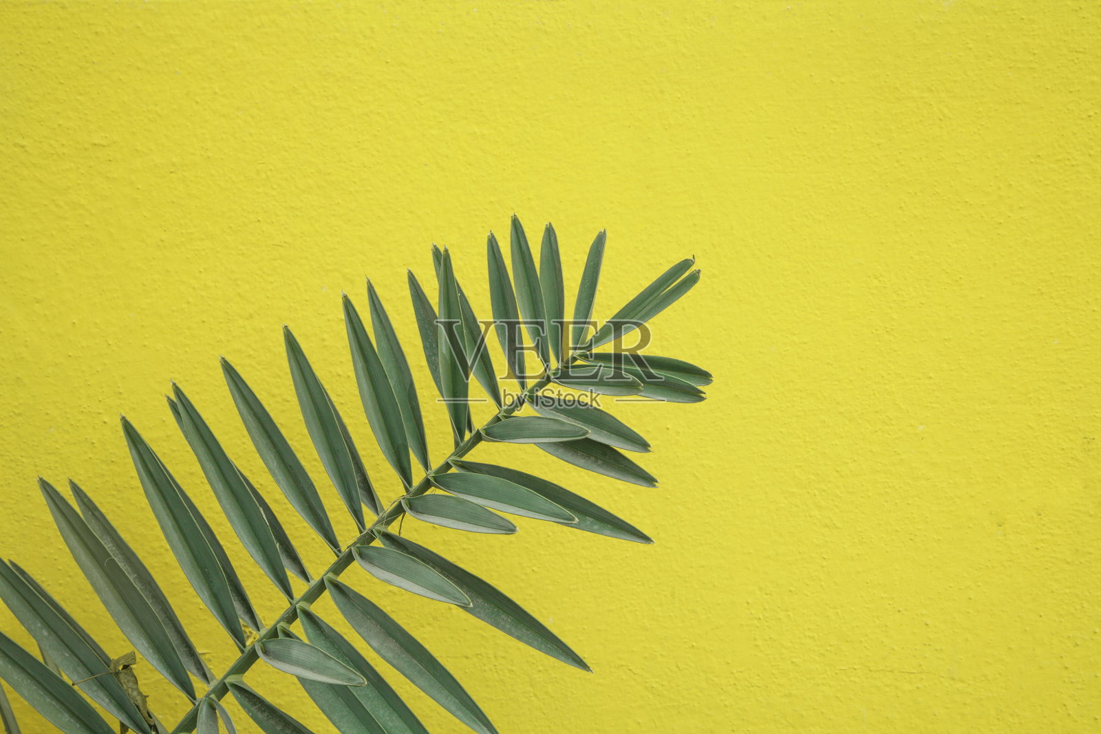 热带棕榈叶,黄色背景照片摄影图片