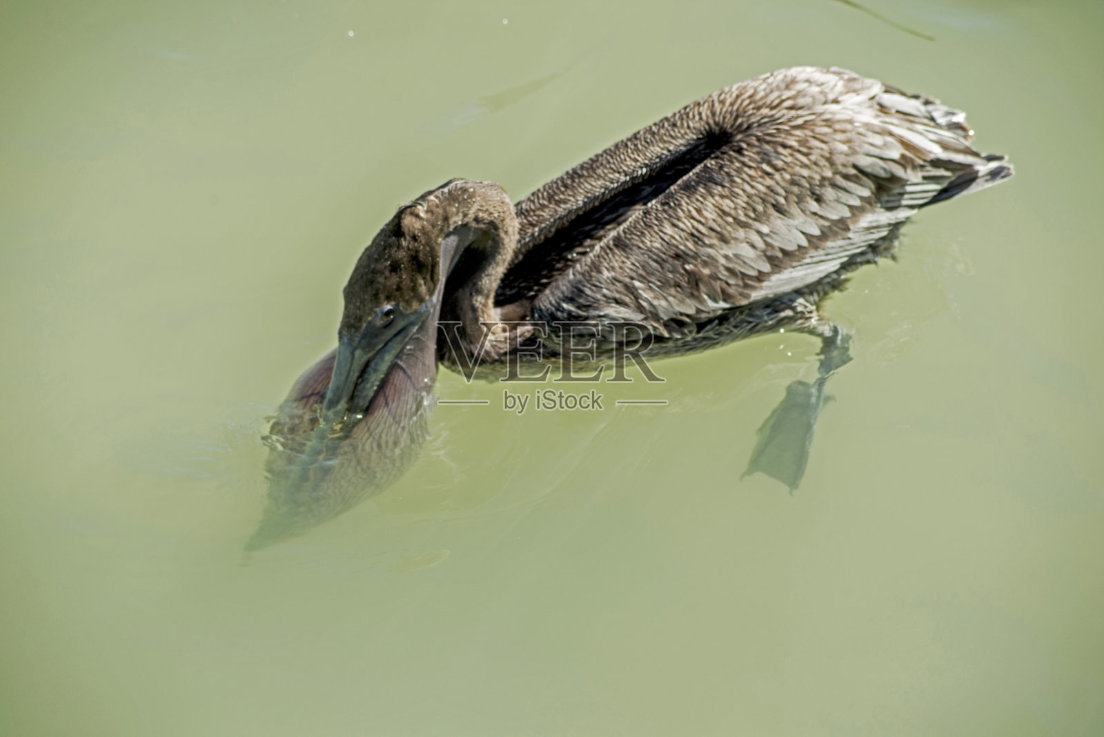 一只鹈鹕正试图吞下它嘴里的一条鱼。照片摄影图片