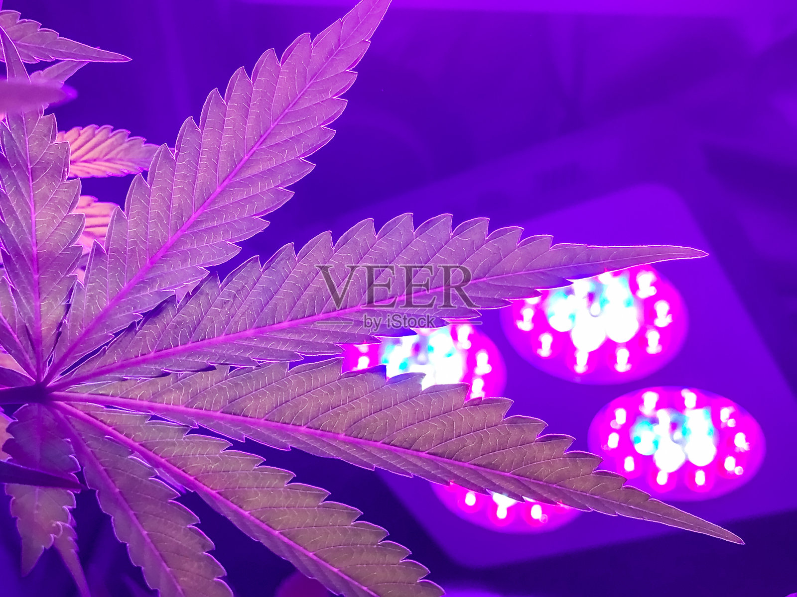 自产医用大麻照片摄影图片